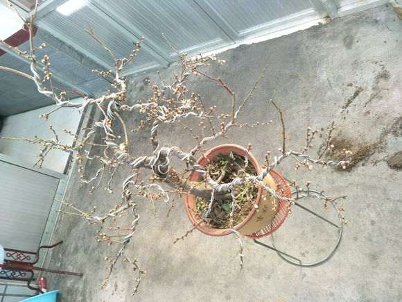 一颗老桩梅花下山桩 请欣赏指点