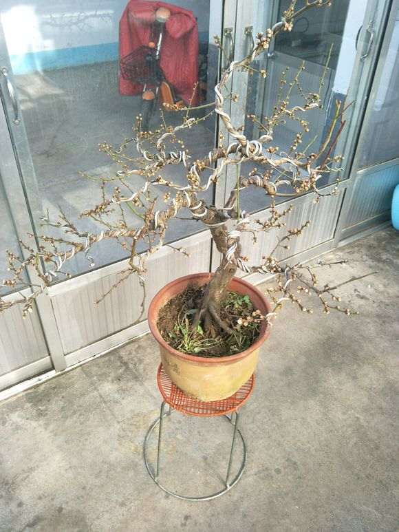 一颗老桩梅花下山桩 请欣赏指点