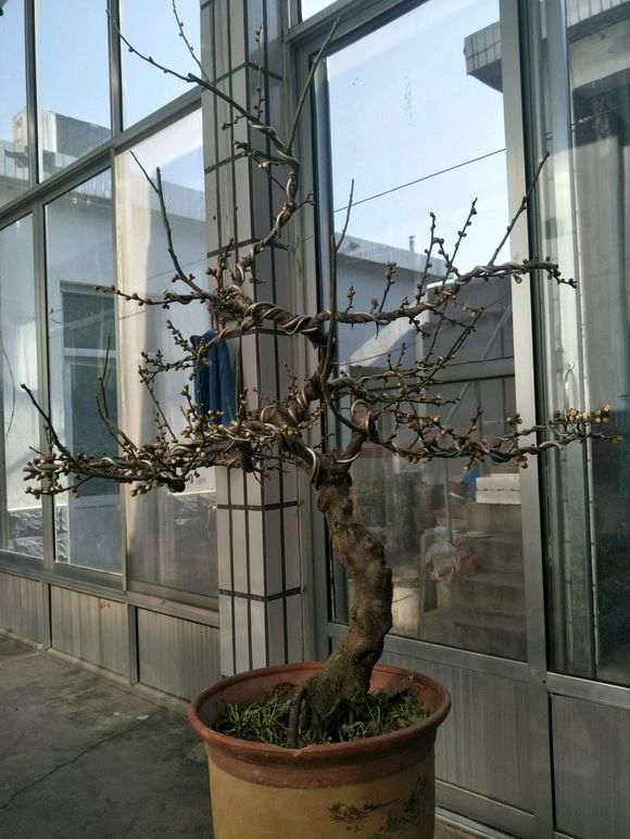 一颗老桩梅花下山桩 请欣赏指点