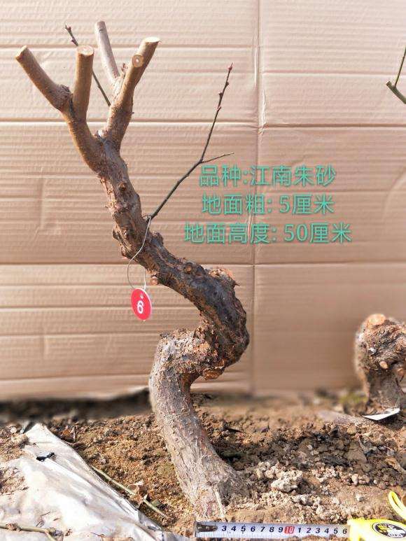梅花下山桩造型 已经修剪好了 图片