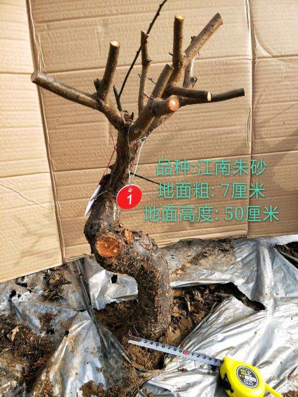 梅花下山桩造型 已经修剪好了 图片