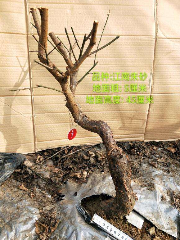 梅花下山桩造型 已经修剪好了 图片
