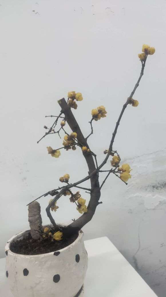 剪了一段梅花下山桩枝 能活吗 图片