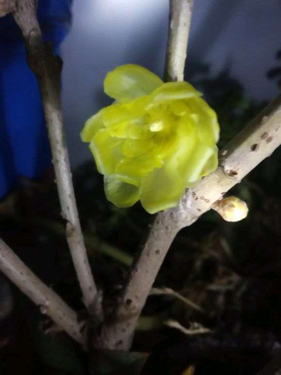 剪了一段梅花下山桩枝 能活吗 图片