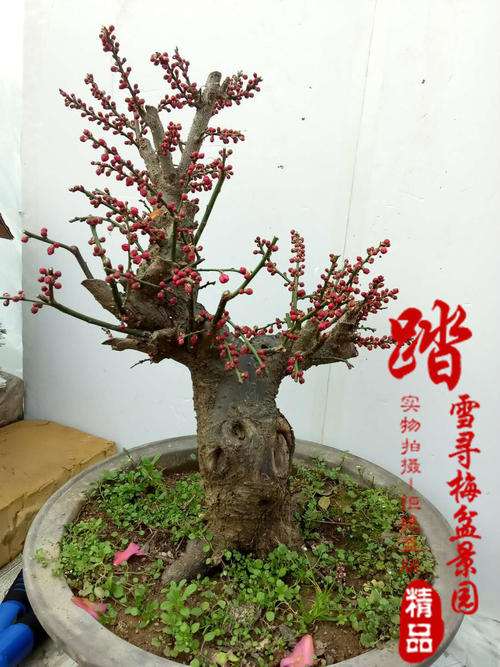 梅花下山桩老桩价格越来越贵 怎么办