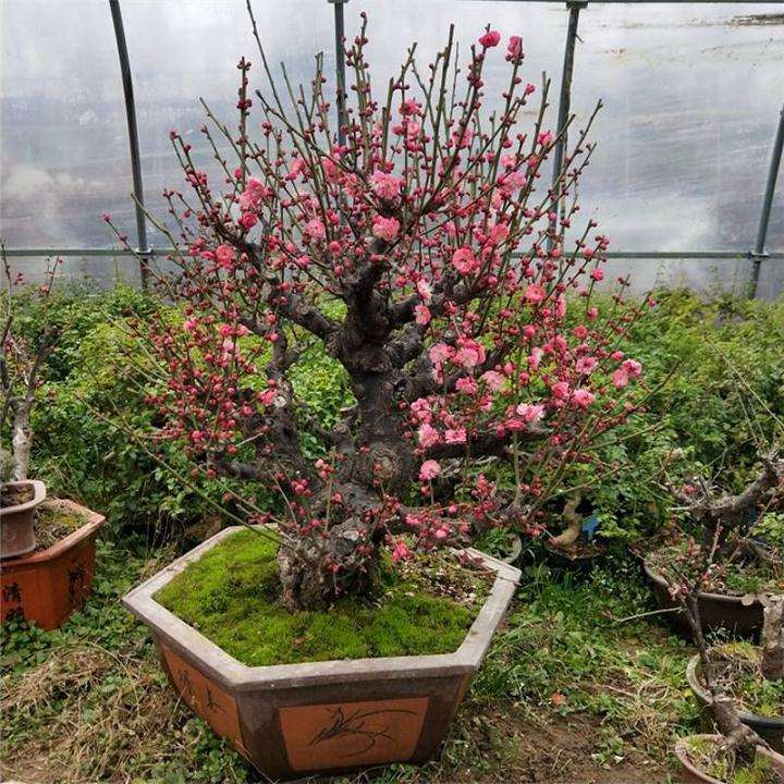 梅花下山桩老桩价格越来越贵 怎么办