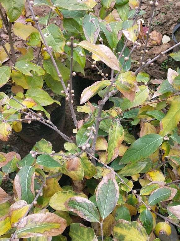 盆栽梅花下山桩怎么控水和肥的方法