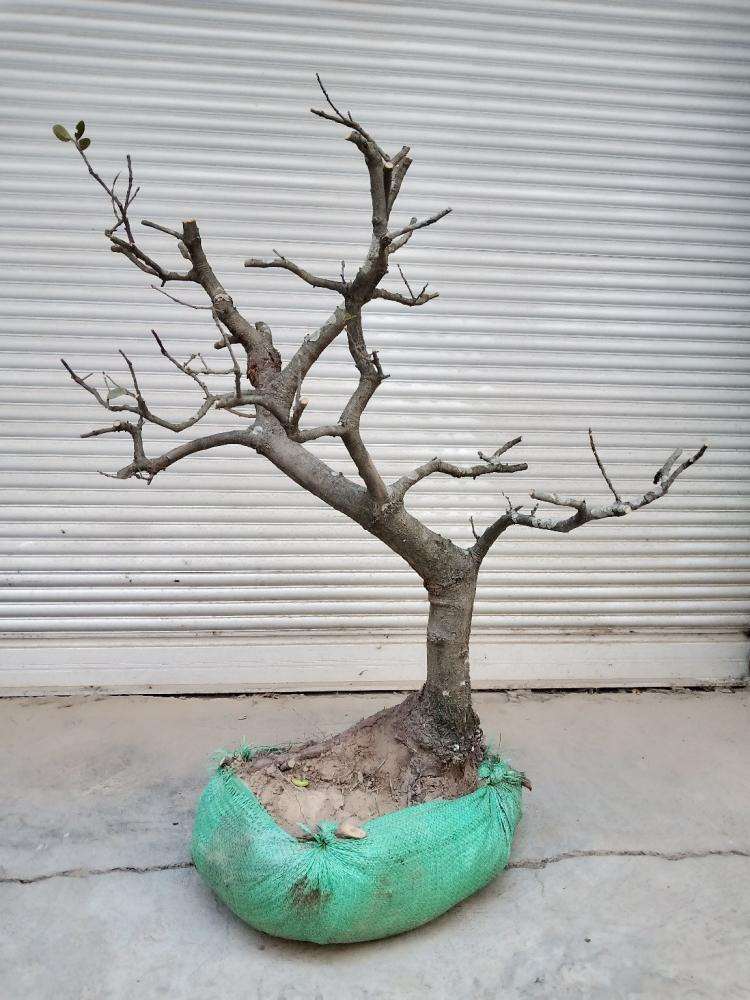 想养一盆盆栽梅花下山桩 求推荐