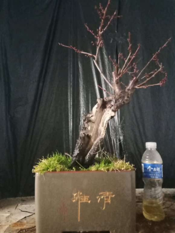 处理一颗自己玩了很多年的梅花盆景