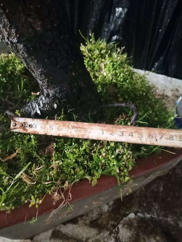 处理一颗自己玩了很多年的梅花盆景