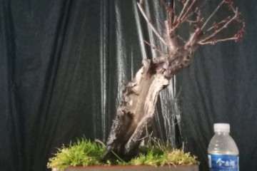 处理一颗自己玩了很多年的梅花盆景