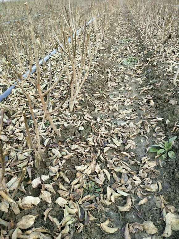 这梅花下山桩小苗真是漂亮 怎么样