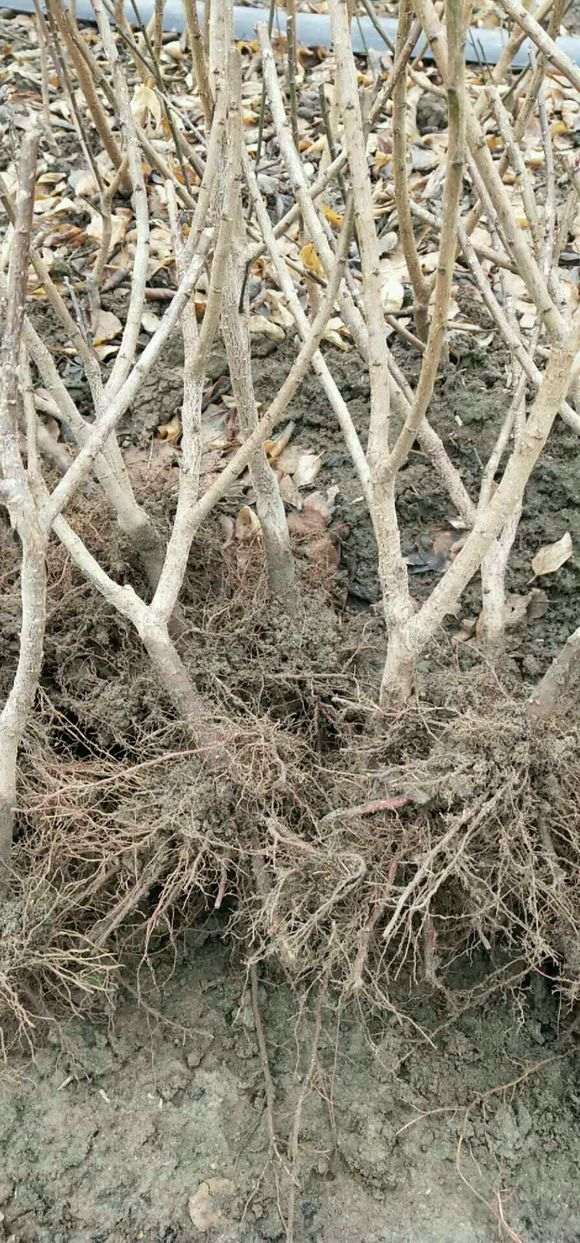 这梅花下山桩小苗真是漂亮 怎么样