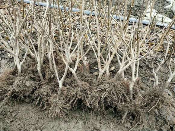 这梅花下山桩小苗真是漂亮 怎么样