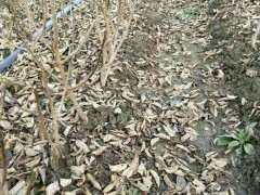 这梅花下山桩小苗真是漂亮 可以吗