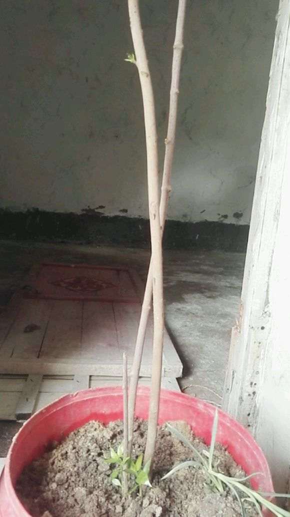 上个月在淘宝上买的梅花下山桩 图片