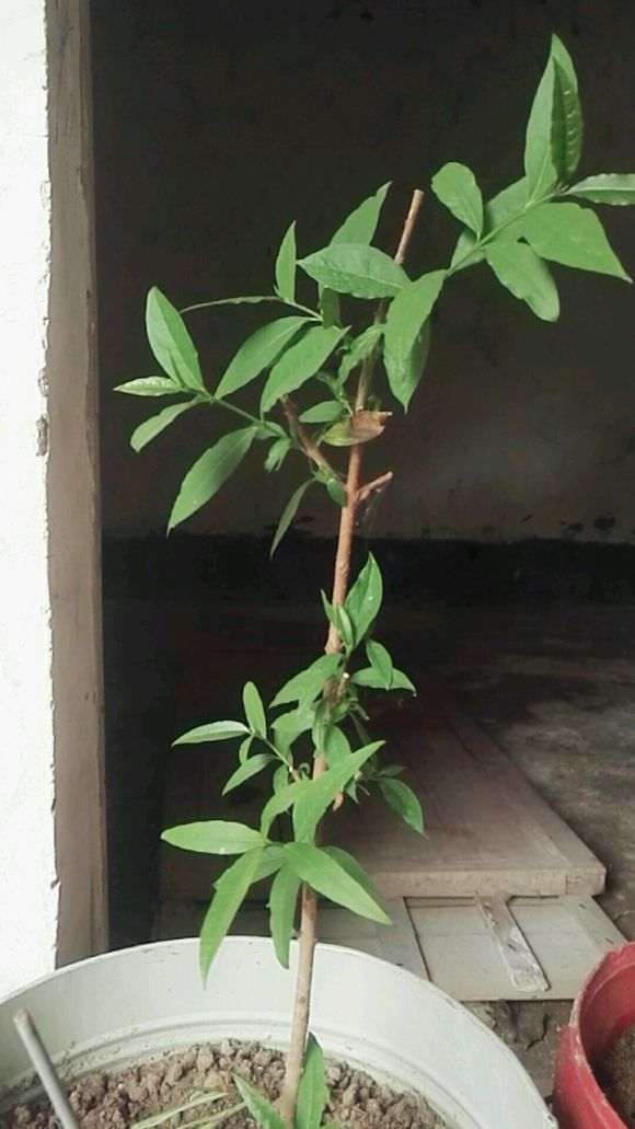 上个月在淘宝上买的梅花下山桩 图片