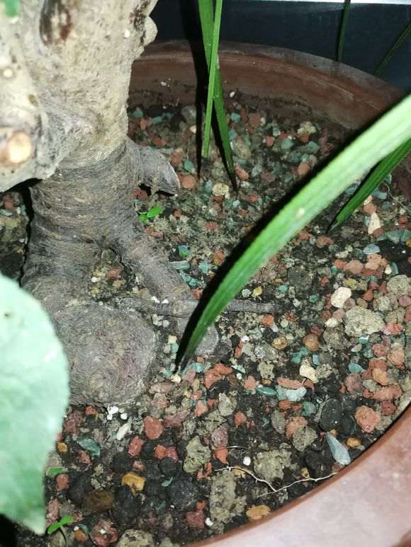 怎么用黄泥直接种梅花下山桩 图片