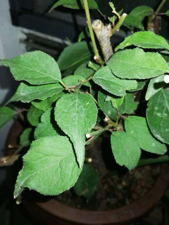 怎么用黄泥直接种梅花下山桩 图片