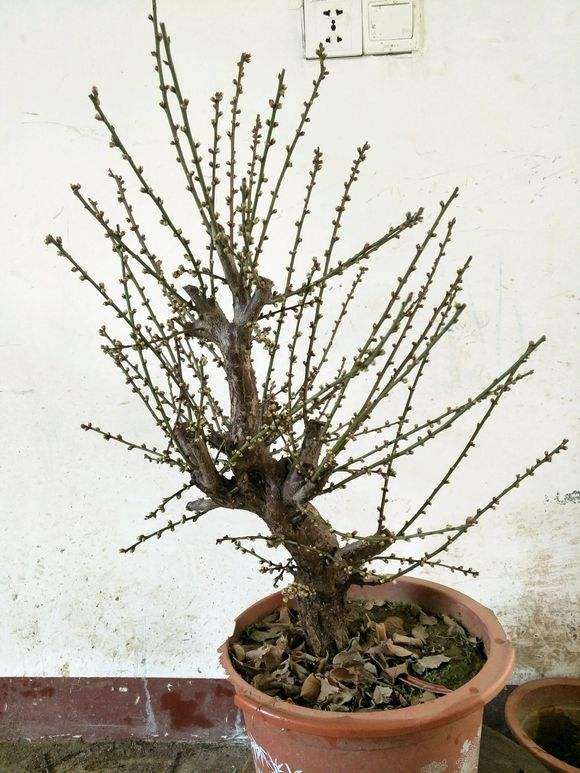 为什么盆栽梅花下山桩怕风 图片