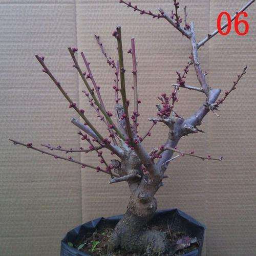 为什么盆栽梅花下山桩怕风 图片