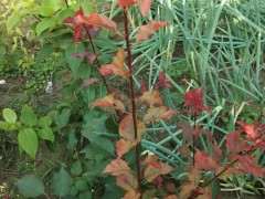 梅花下山桩 结果宿迁发货 被骗了