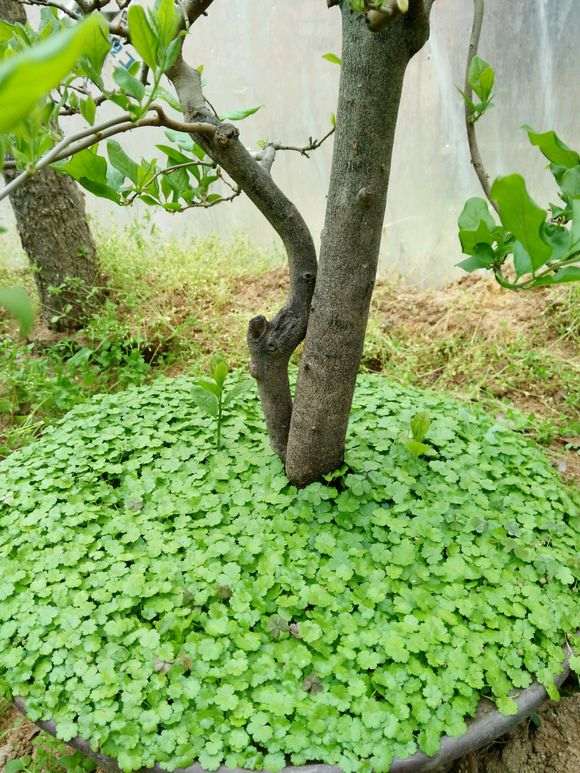 梅花下山桩用什么点缀盆面好 图片