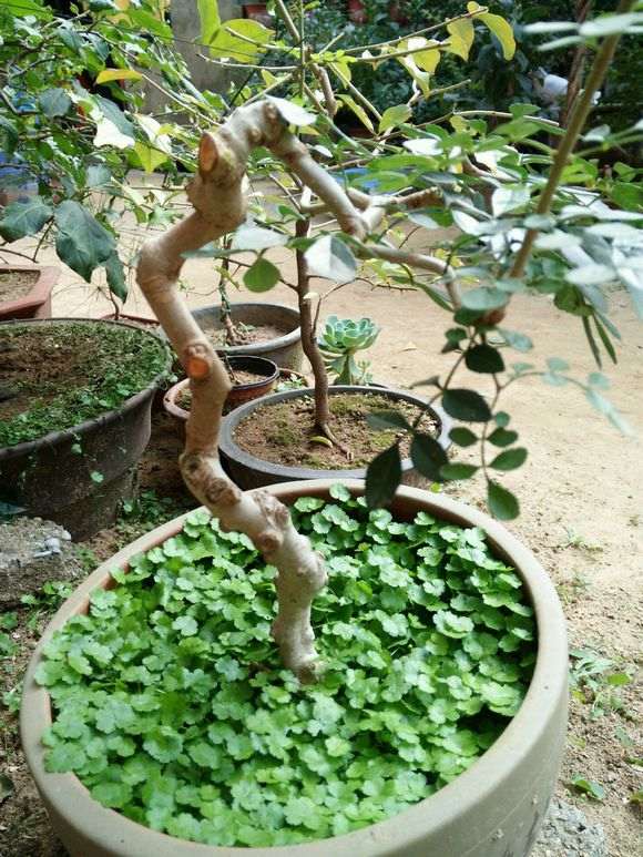 梅花下山桩用什么点缀盆面好 图片