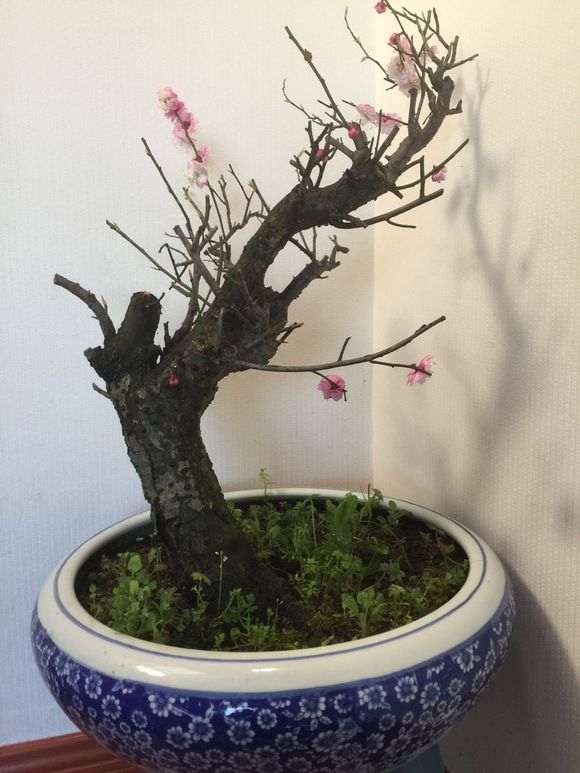 红梅花下山桩老桩 怎么样 10公分 图片