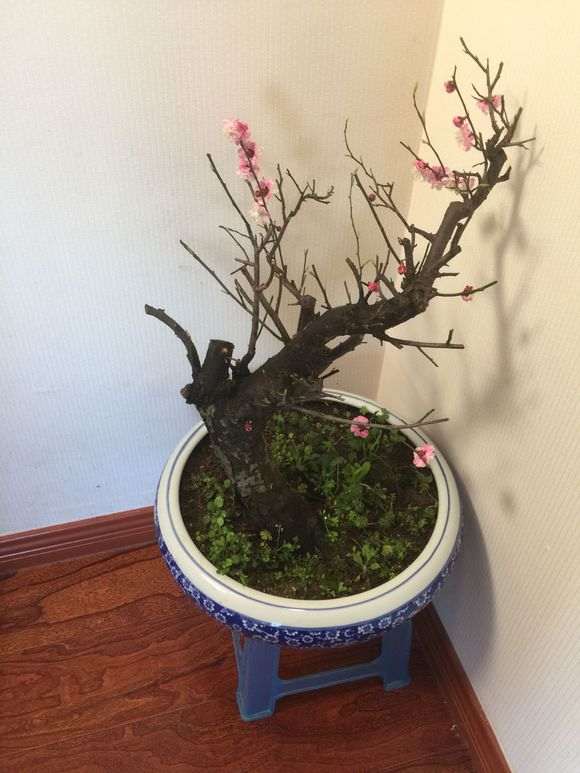 红梅花下山桩老桩 怎么样 10公分 图片