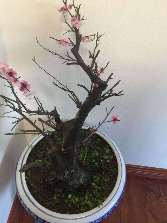 红梅花下山桩老桩 怎么样 10公分 图片