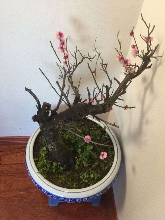 红梅花下山桩老桩 怎么样 10公分 图片