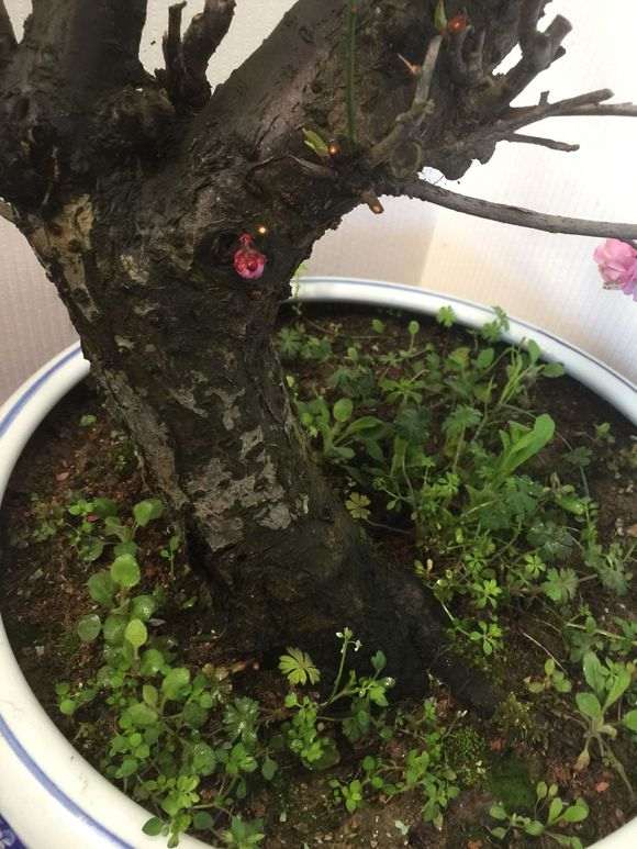 红梅花下山桩老桩 怎么样 10公分 图片