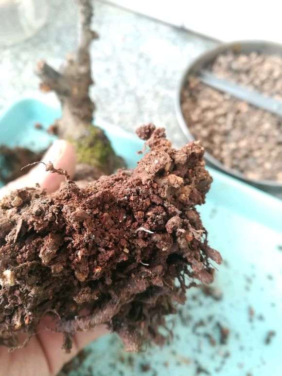 梅花下山桩 根都冻成冰 怎么办 图片