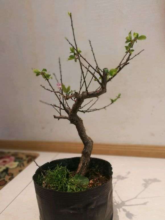 梅花下山桩用什么盆子 最好 图片