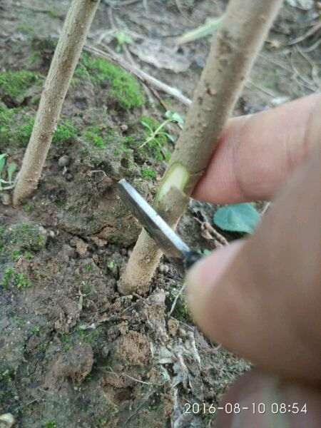 图解 梅花下山桩怎么嫁接的方法