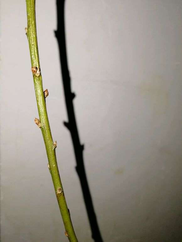 梅花下山桩这个样子是干了吗 怎么样