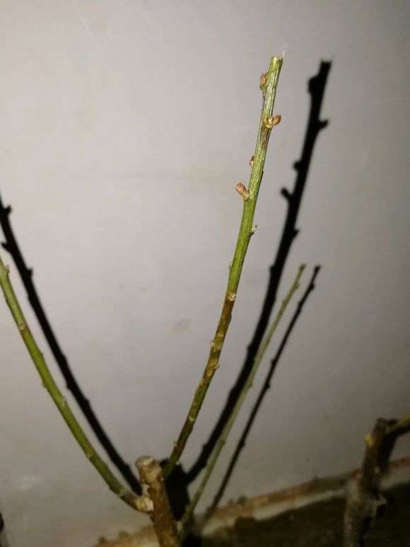 梅花下山桩这个样子是干了吗 怎么样