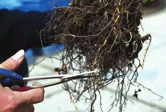 盆景换盆后 怎么修根的方法 图片