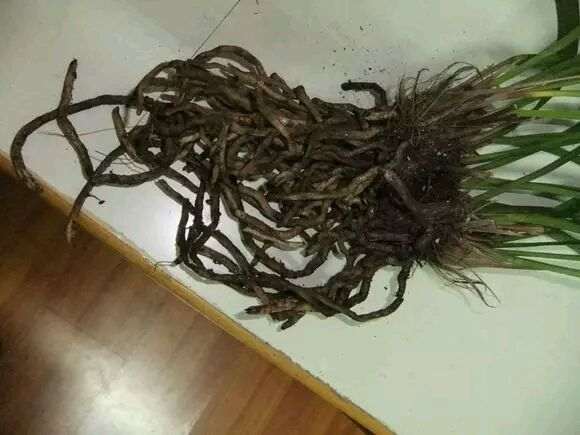 盆景换盆后 怎么修根的方法 图片