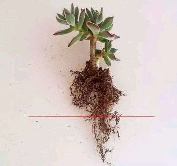 盆景换盆后 怎么修根的方法 图片