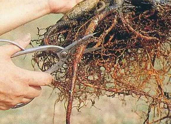 盆景换盆后 怎么修根的方法 图片