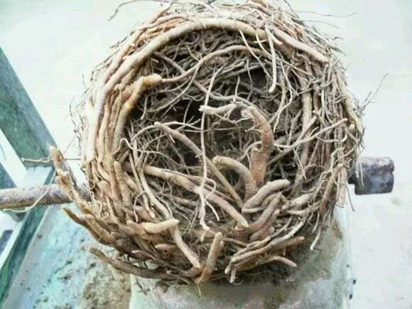 盆景换盆后 怎么修根的方法 图片