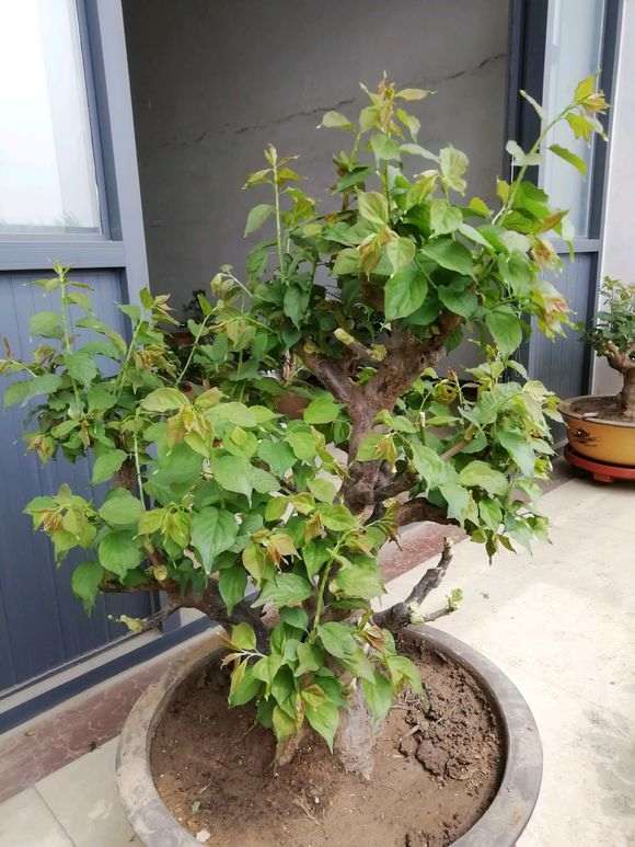 盆栽梅花下山桩怎么浇水方法 图片