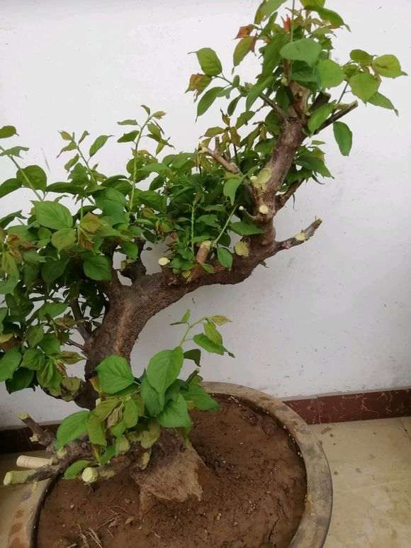 盆栽梅花下山桩怎么浇水方法 图片