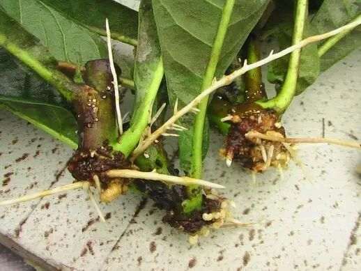 盆栽梅花下山桩怎么浇水方法 图片