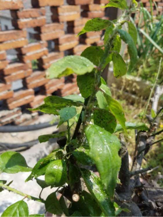 梅花下山桩长了很多虫子 怎么办 图片