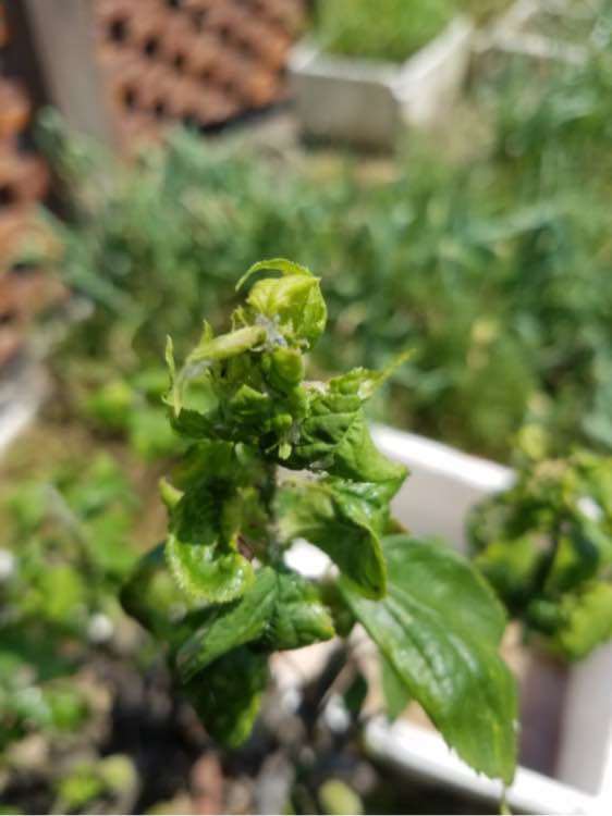 梅花下山桩长了很多虫子 怎么办 图片
