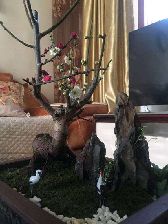 梅花下山桩用啥树作的砧木 怎么选 图片