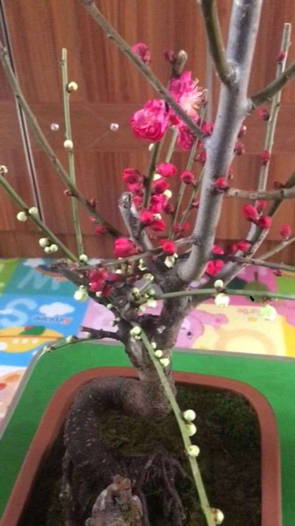 梅花下山桩用啥树作的砧木 怎么选 图片